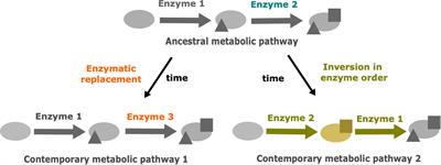Empirical evidence for metabolic drift in plant and algal lipid biosynthesis pathways